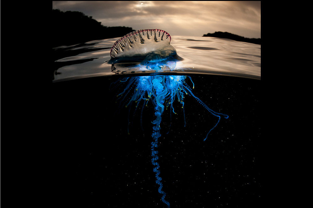 Blue Planet Image-Patch Dolan